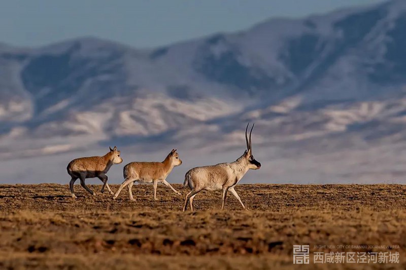 微信图片_20210106141619