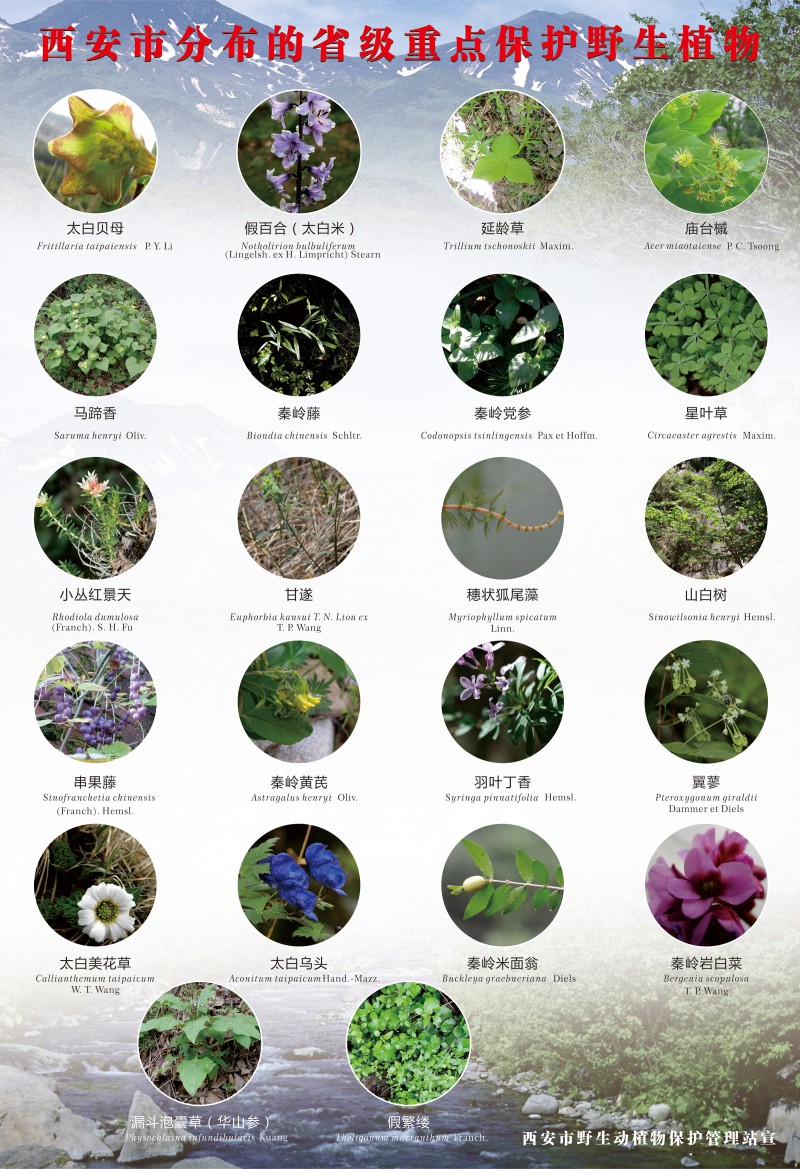 5省重点保护野生植物