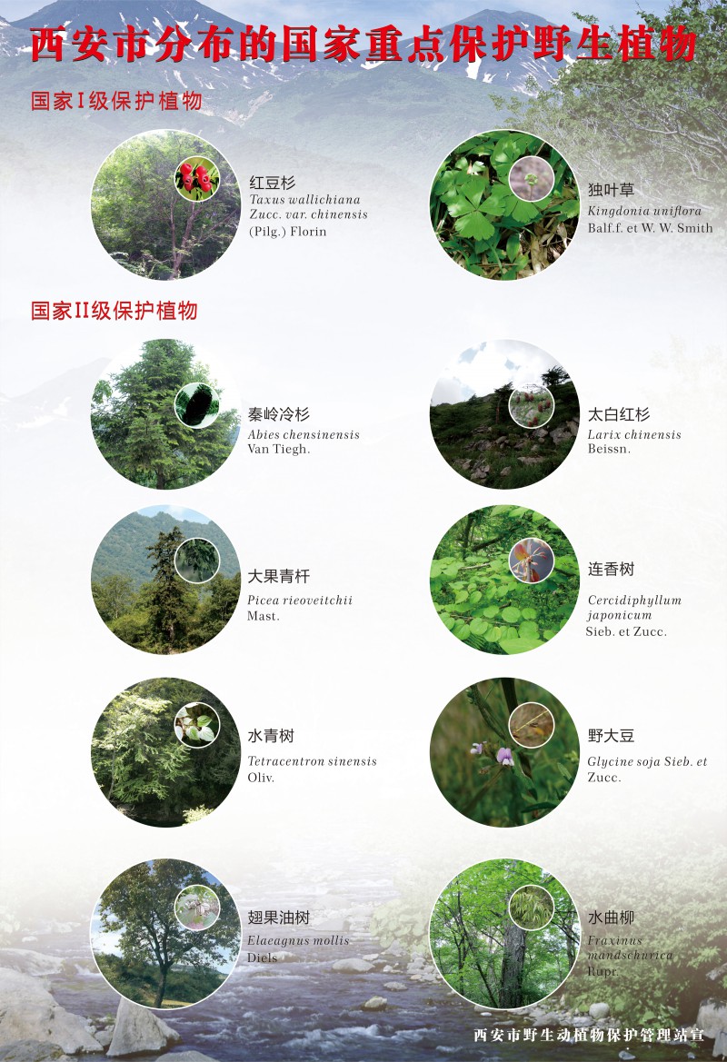 4国家重点保护野生植物