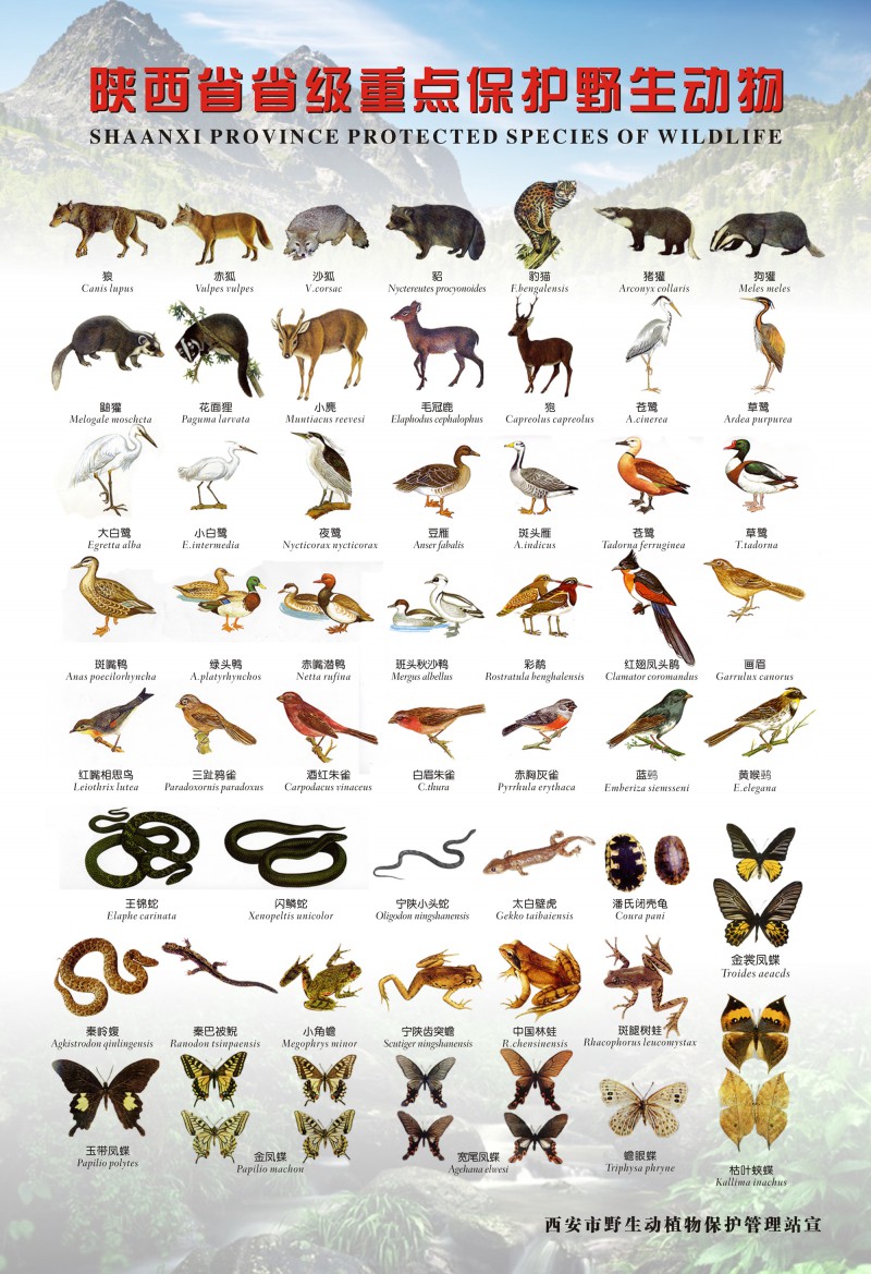 3省重点保护野生动物