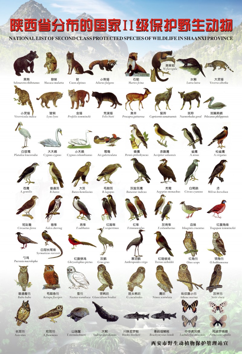 2国家二级保护野生动物