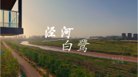 泾河·白鹭